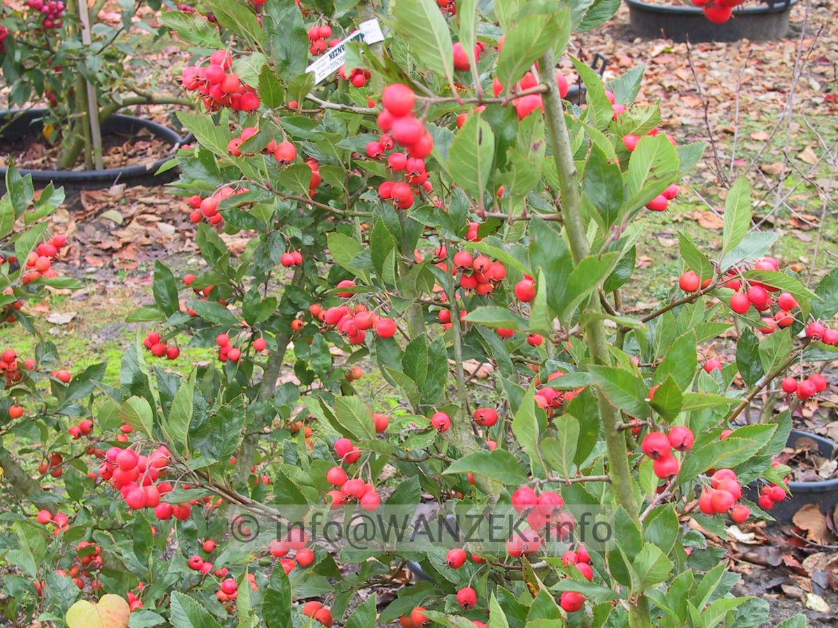 Crataegus Carrierei 05.JPG